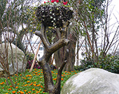 藍光 圣菲 鳥巢